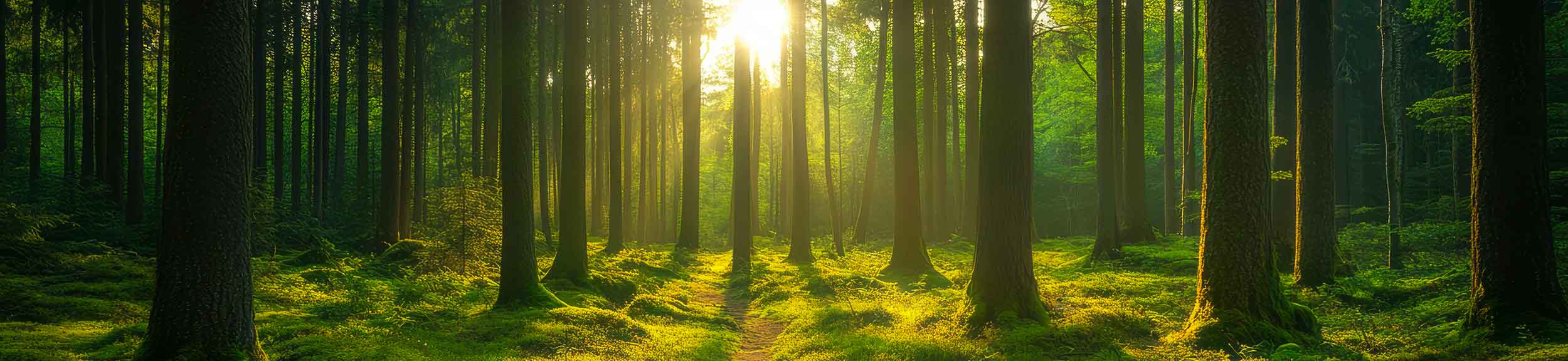 foresta